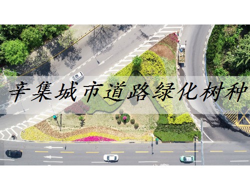 辛集城市道路绿化树种