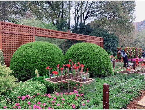 泉州城市绿化带植物叫什么