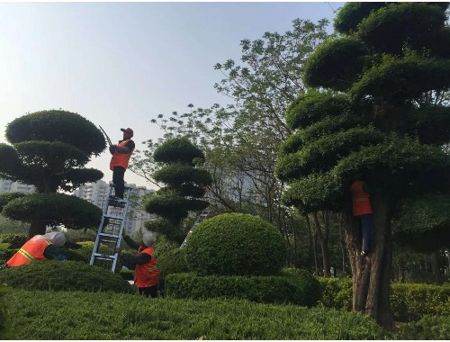 泰安市建宇园林绿化工程